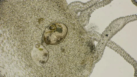 In the body of the hydra, digestive enzymes break down the food caught by the Stock Footage