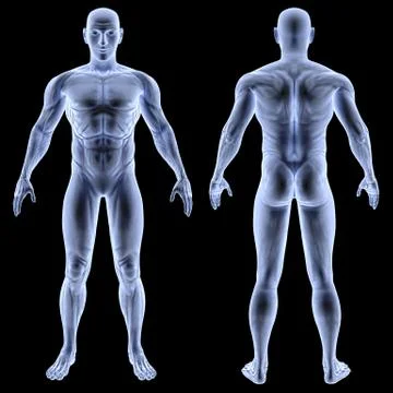 Body 스톡 일러스트