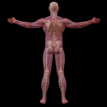 Body Stock Illustration