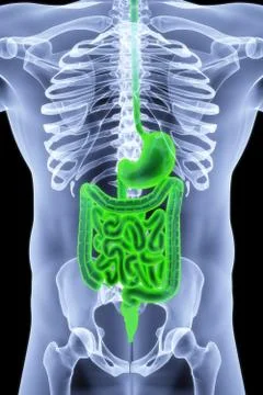 Body Stock-Illustration