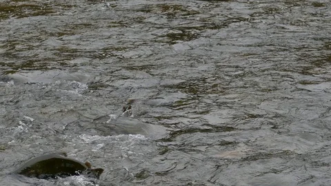Body of large fish moving and protruding water level in river during salmon run Stock Footage 94861694