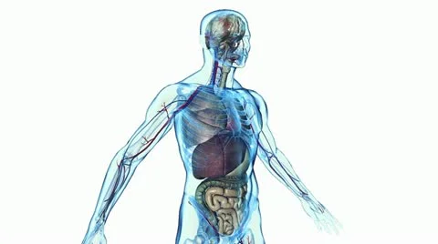 Body Loop High Key Stock Footage 11089153