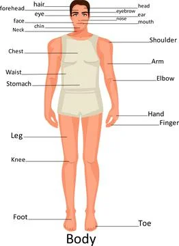 The body of a man Stock Illustration