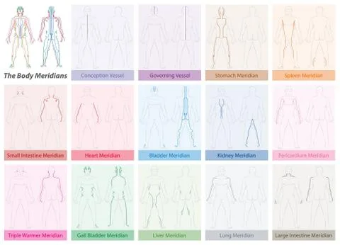Body Meridians Chart Colored Stock Illustration