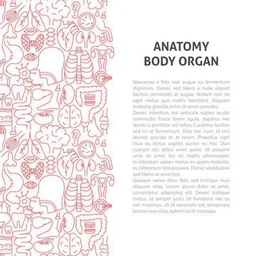 Body Organ Line Pattern Concept Illustrazione stock