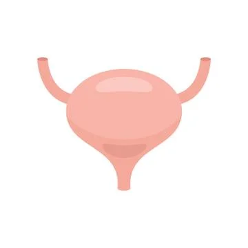 Body part bladder icon in flat style Stock Illustration