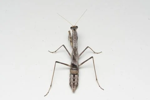 Body pattern of ground and bark mantis Stock Photos