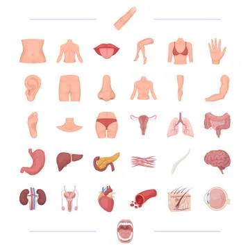 Body, physiology, medicine and other web icon in cartoon style.tonsils, human Stock Illustration