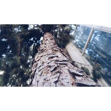 A body of pine tree nature Stock Photos