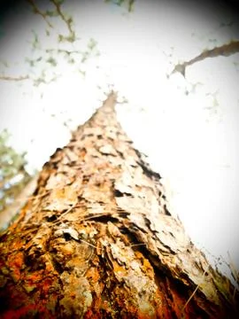Body of pine tree Stock Photos