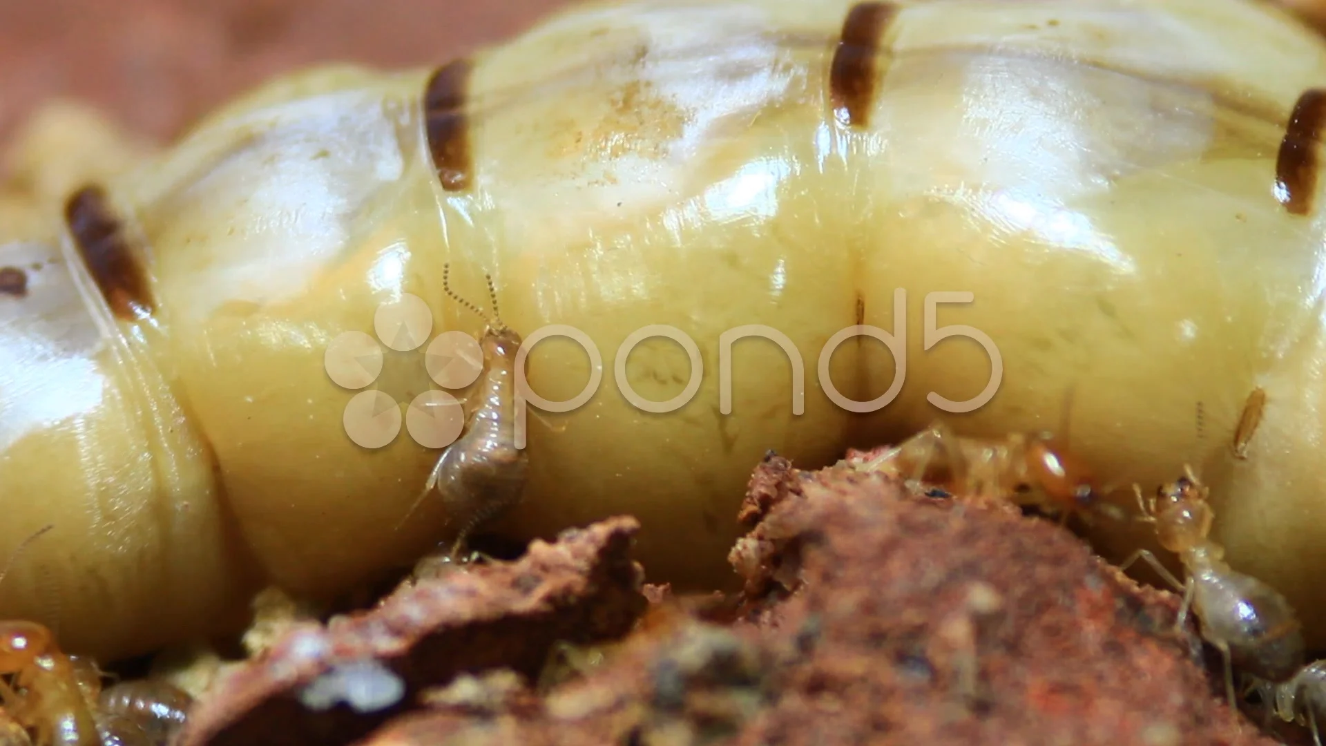 termite queen video