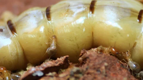 Body of queen termite Stock Footage 36756934