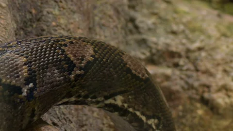 Body of reticulated python snake crawling in a terrarium - Python reticulatus 스톡 동영상 104849705