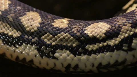 Body scaled of diamond python snake in a terrarium breathing - Morelia spilota Stock Footage 130863457