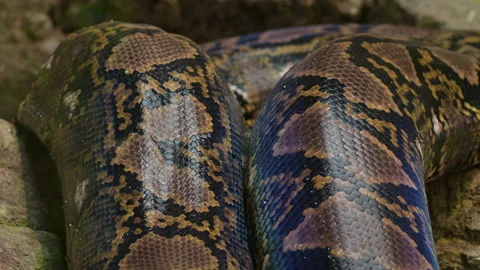 Body squamous of big reticulated python snake crawling in a terrarium Video stock 104848918