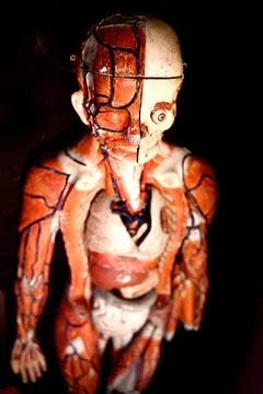 Body structure model from Malmo museum Stock Photos
