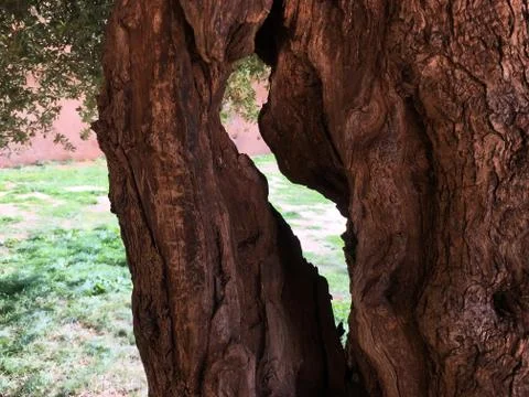 Body of a tree Stock-Fotos
