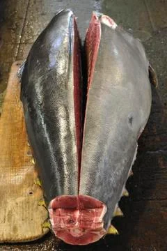 Body of tuna Stock Photos