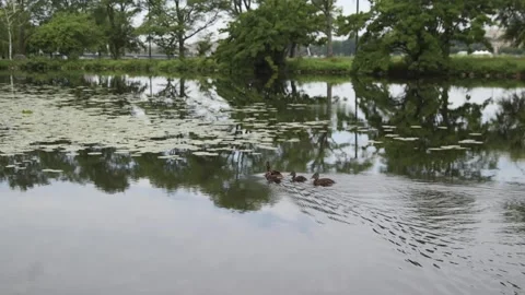 A body of water Stock Footage 155355883