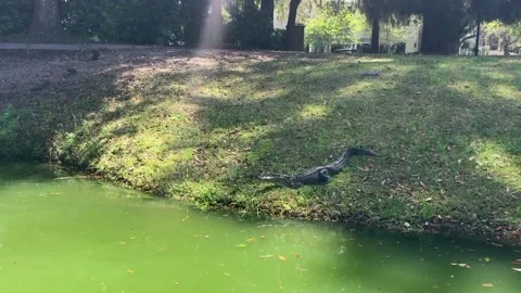 A body of water with grass and trees Stock Footage 155355449
