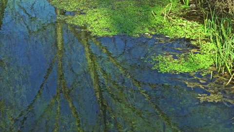 Body of water with green algae on the surface. Reflections of the sky and trees Stock Footage 195666798