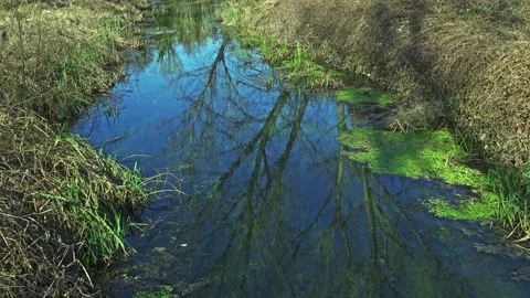 Body of water with green algae on the surface. Reflections of the sky and trees Stock Footage 195667123