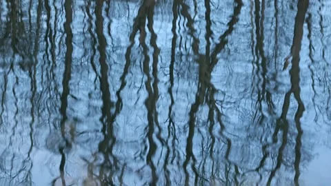 A body of water with a reflection of trees in it Stock Footage 295850393