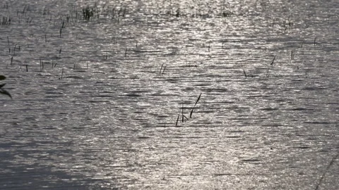 The body of water of a river with the surface reflecting light Stock-Footage 314506668