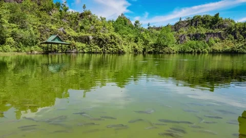 A body of water surrounded by trees 스톡 동영상 156844510