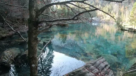 A body of water with a tree in the foreground Stock Footage 313551334