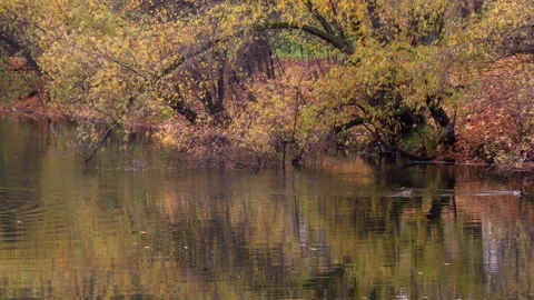 A body of water with trees in the background 库存影片 319491468