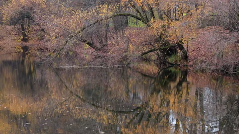 A body of water with trees in the background Stockbeeldmateriaal 320418160