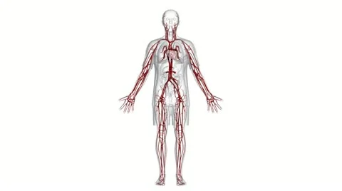 A body which is transparent apart from the heart and blood vessels. Stock Footage
