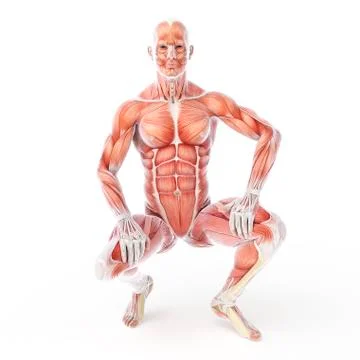 Bodybuilder, artwork Stock Illustration