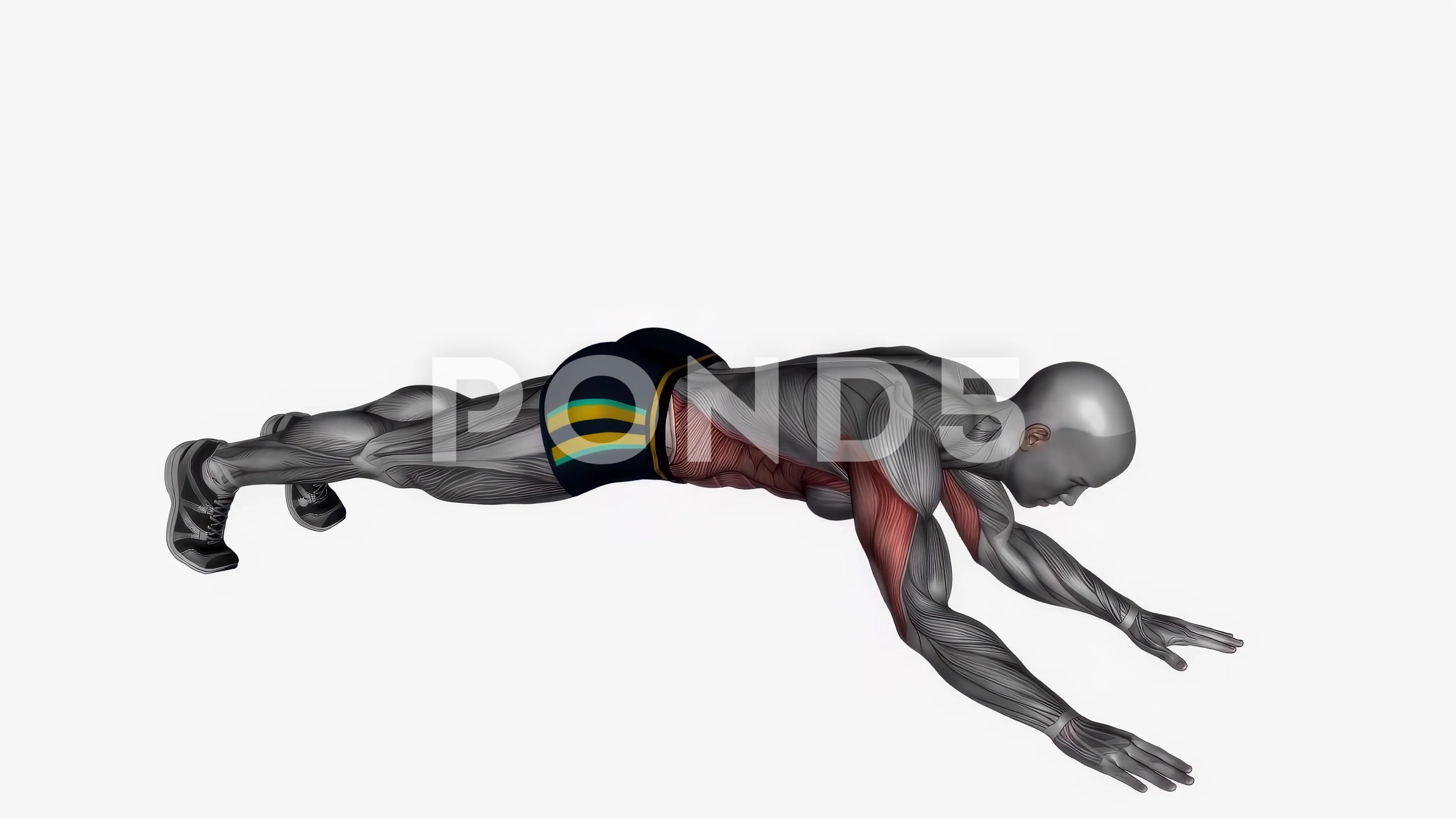 Bodyweight triceps extension exercise fitness workout animation male muscle