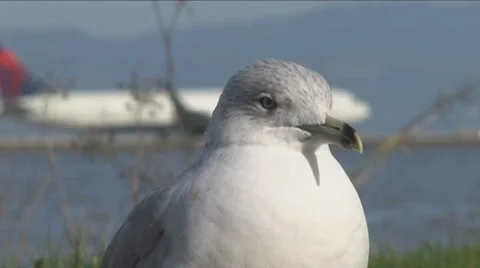 Boeing 767 with Seagull Stock Footage 999364