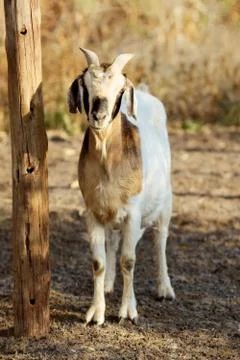 Boer goat Stock-Fotos