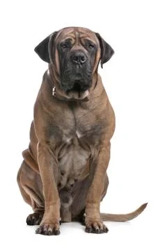 Boerboel Stock Photos