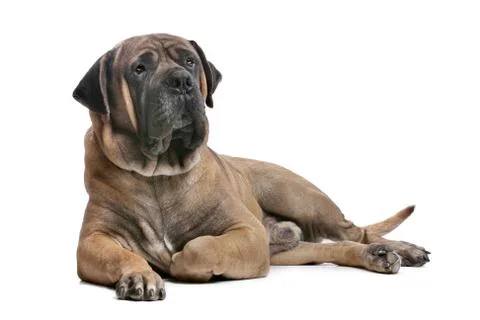 Boerboel Stock Photos