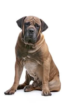 Boerboel Stock Photos