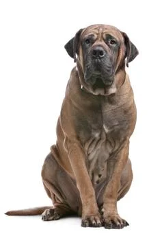 Boerboel Stock Photos