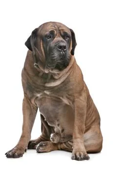 Boerboel Stock Photos