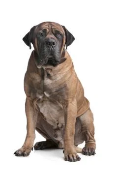 Boerboel Stock Photos