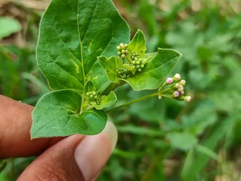 Boerhavia Diffusa Flower Stock Photos