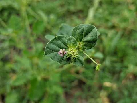 Boerhavia Diffusa Flower Stock Photos