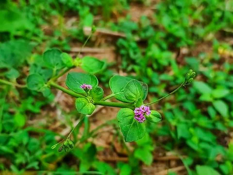 Boerhavia diffusa plant Stock Photos
