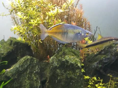 Boesemani rainbow fish in aquarium Foto stock