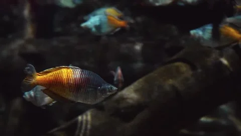 Boeseman's Rainbowfish School in an Aquarium Stock Footage 320084845
