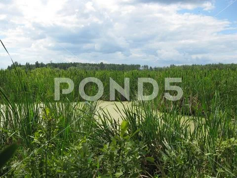 Bog and green grass Stock Photos