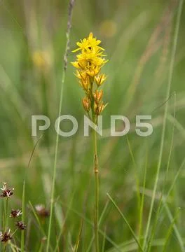 Bog asphodel, narthecium ossifragum Stock Photos